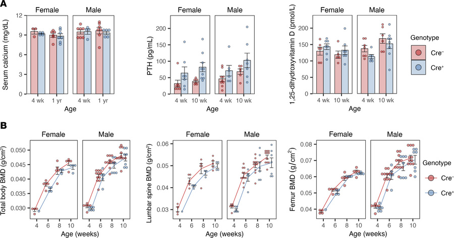Analysis of response to hypercalciuria in constitutive kidney-specific C...