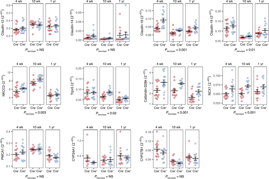 Compensatory upregulation of mRNA expression of thick ascending limb and...