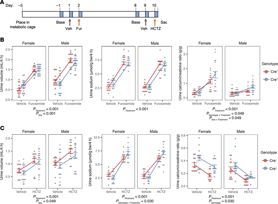 Diuretic challenge assay unmasks enhanced thick ascending limb calcium r...