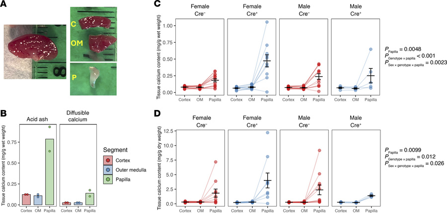 Enhanced papillary Ca content in 4- to 6-month-old kidney-specific claud...