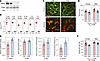 General phenotype of constitutive, kidney-specific Cldn2-KO mice.