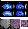 Elemental mapping by LA-ICP MS in 6-week-old mouse kidneys.