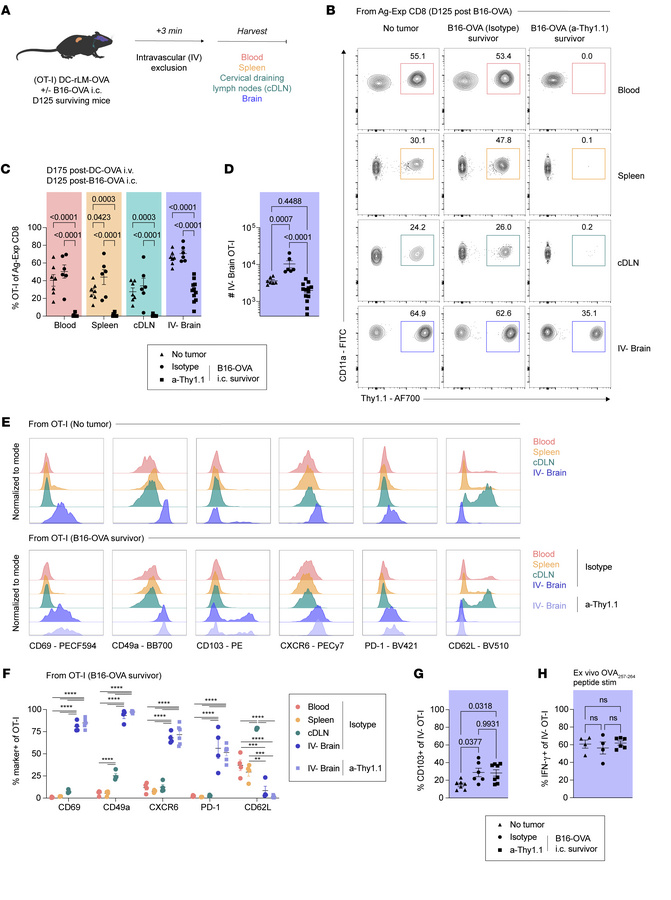 TRM persist in the brain following intracranial tumor challenge.
(A) Exp...