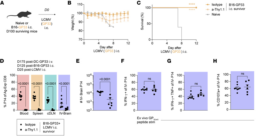 Brain TRM remain functional against a second antigen-matched challenge i...