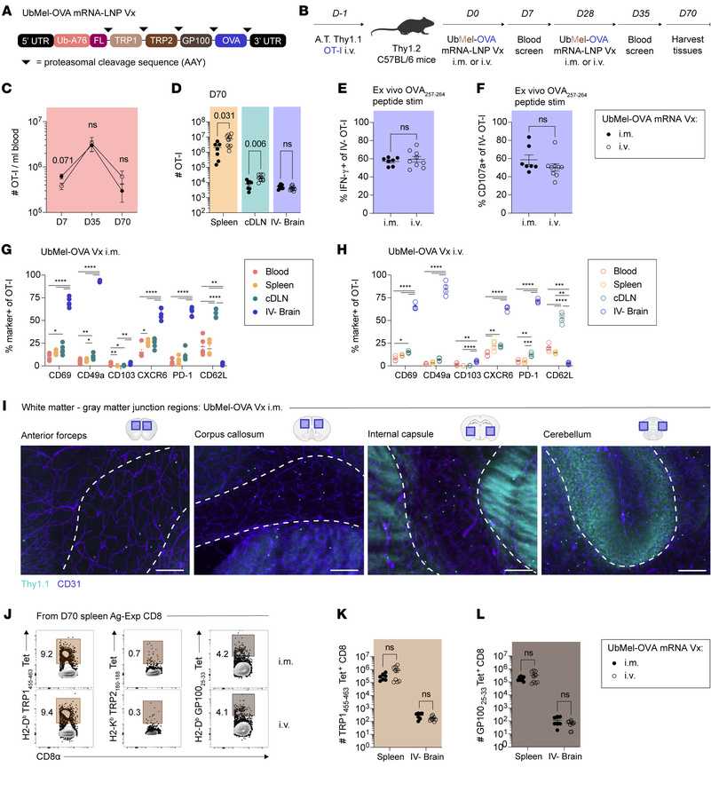 Peripheral mRNA-LNP vaccination generates tumor-specific brain TRM.
(A) ...