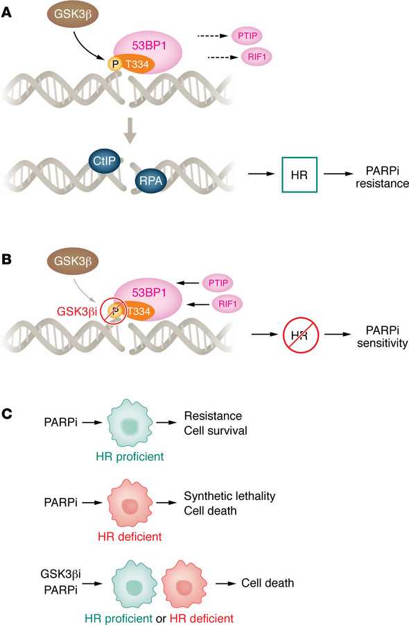GSK3β-guided selection of DNA double stranded break pathways affects PAR...