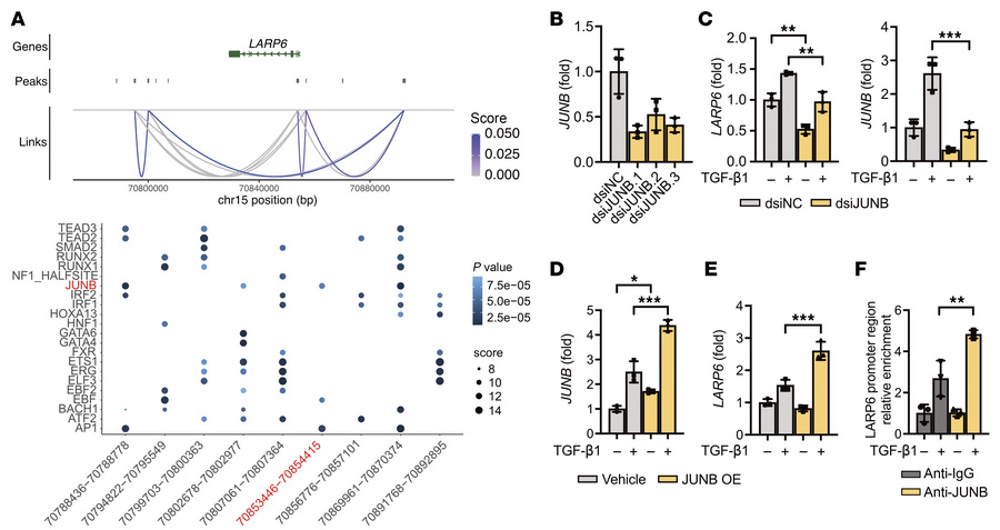 JUNB binds near the LARP6 promoter region and regulates its expression.
...