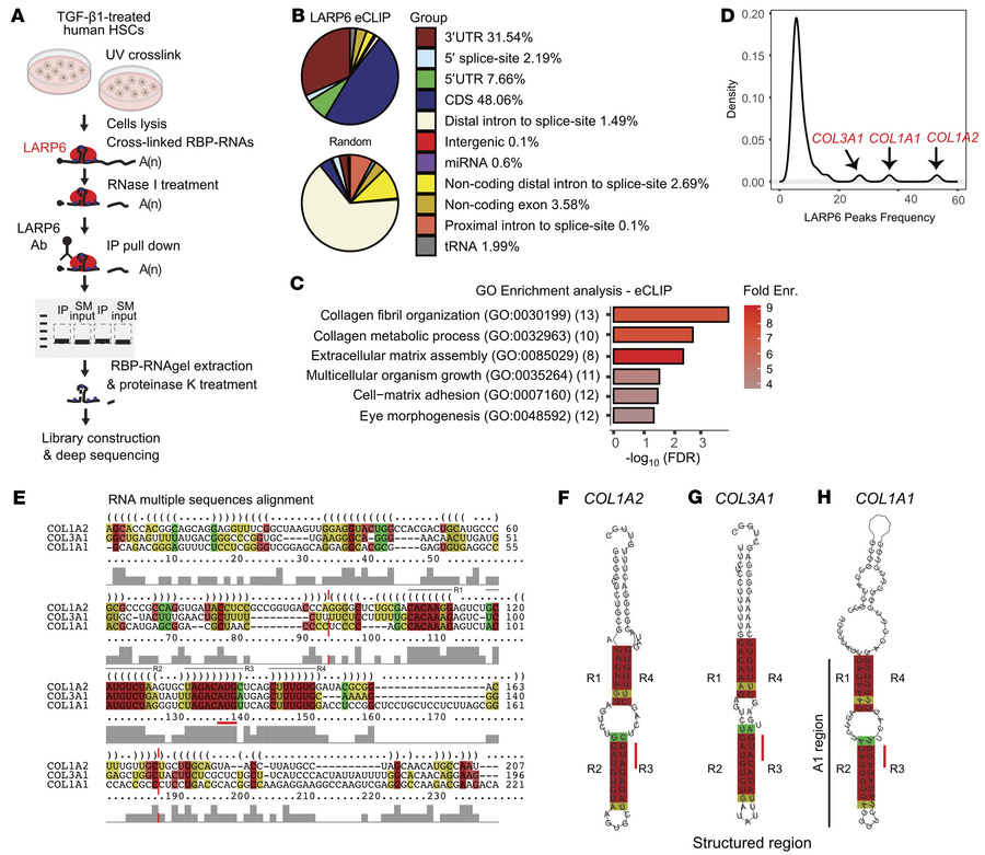 LARP6 interacts with mature collagen mRNAs.
(A) Schematic illustration o...