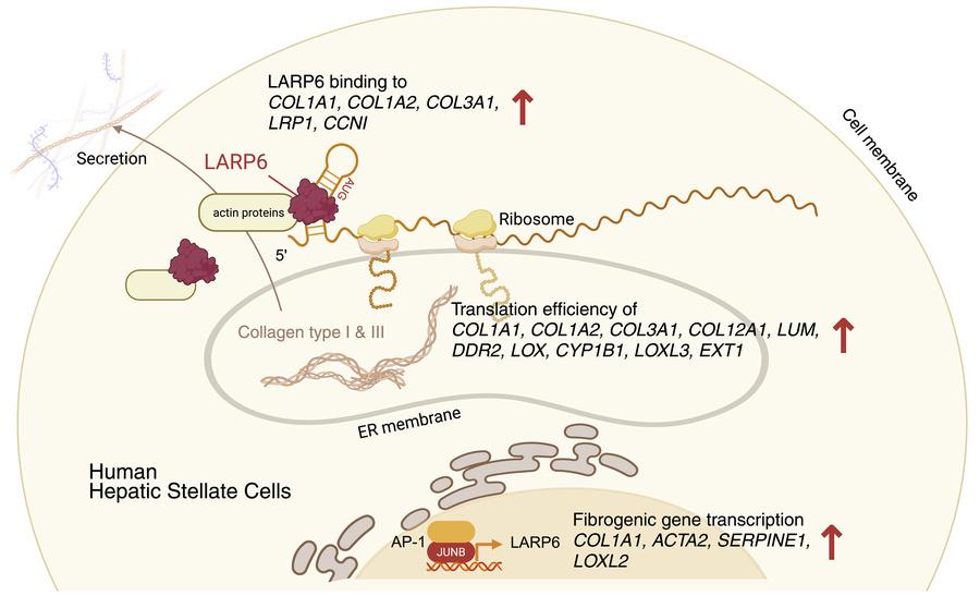 LARP6 is a master coordinator of HSC activation and fibrosis.