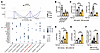 JUNB binds near the LARP6 promoter region and regulates its expression.
