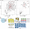 LARP6 interaction with mRNA translation components and actin cytoskeleton.