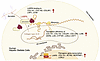 LARP6 is a master coordinator of HSC activation and fibrosis.