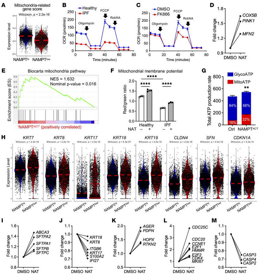 NAMPT regulates mitochondrial function and AT2 cell differentiation.
(A)...