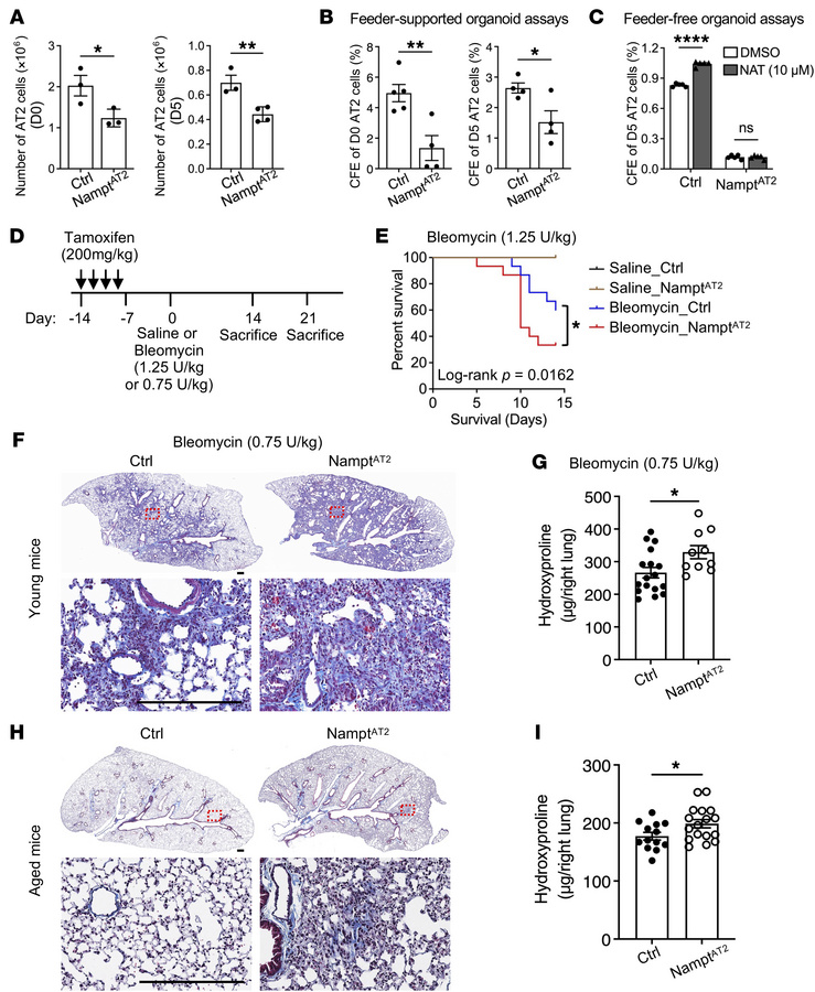 AT2-specific Nampt deletion impairs AT2 progenitor renewal and increases...