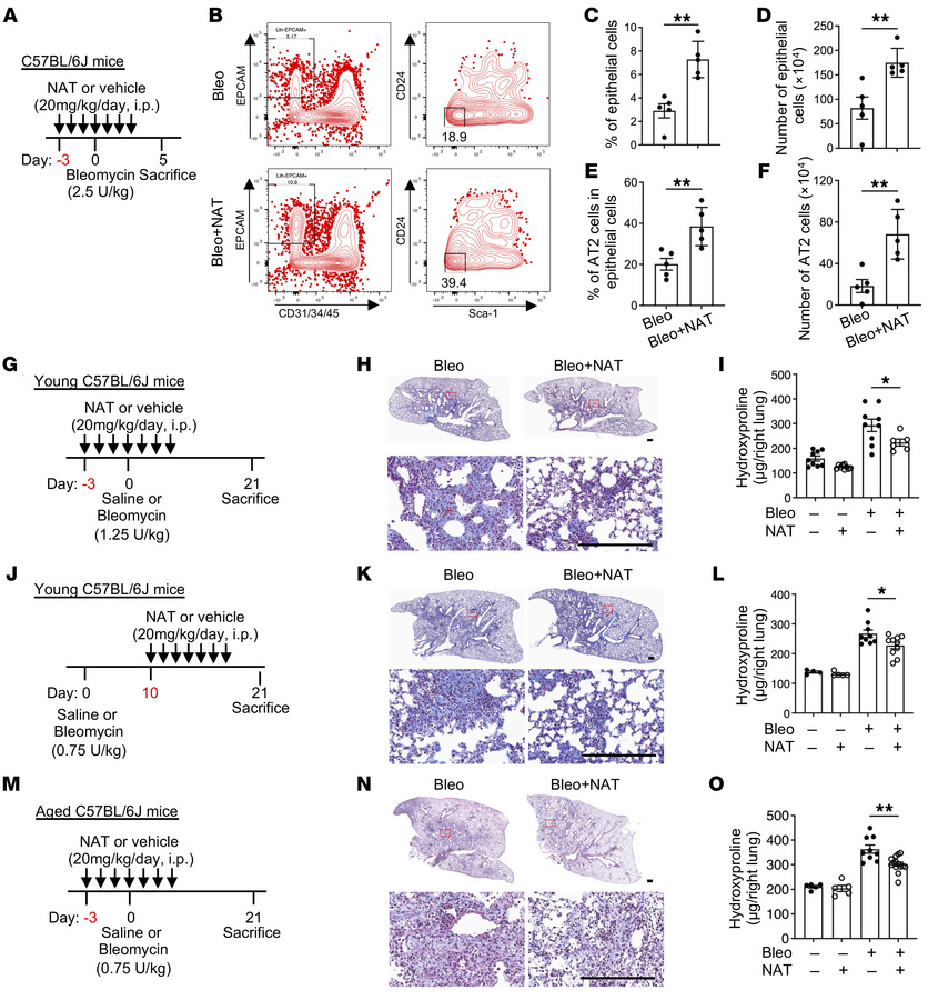 NAMPT activation in vivo promotes AT2 regeneration and attenuates lung f...