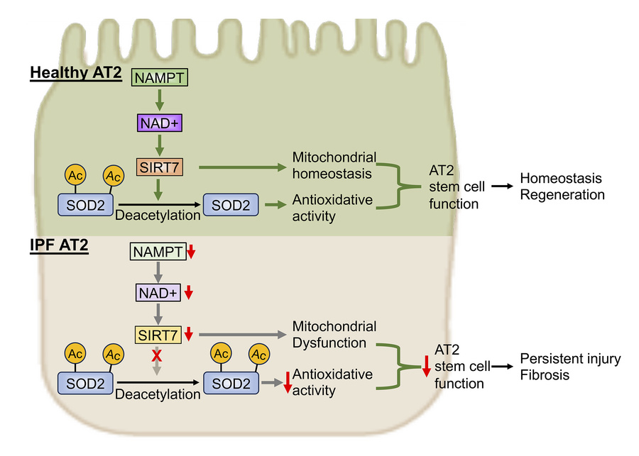 graphical abstract