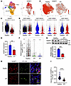 Decreased expression of the NAD+ biosynthesis enzyme NAMPT in IPF AT2 cells