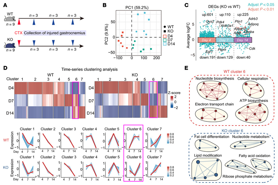 Time-series transcriptome analysis reveals that Gsdme deficiency enhance...