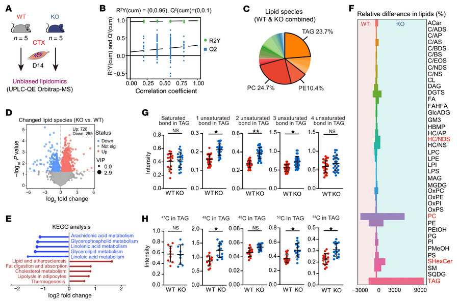 Lipidomics reveals increased intramuscular TAG enrichment in the absence...
