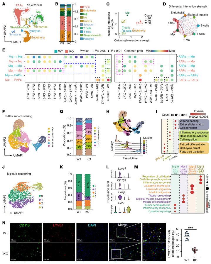 scRNA-seq reveals a coordinated regulation of GSDME in intramuscular TRM...
