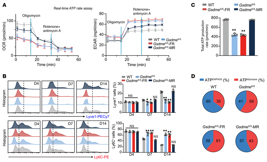 Gsdme regulates metabolic remodeling and macrophage polarization during ...
