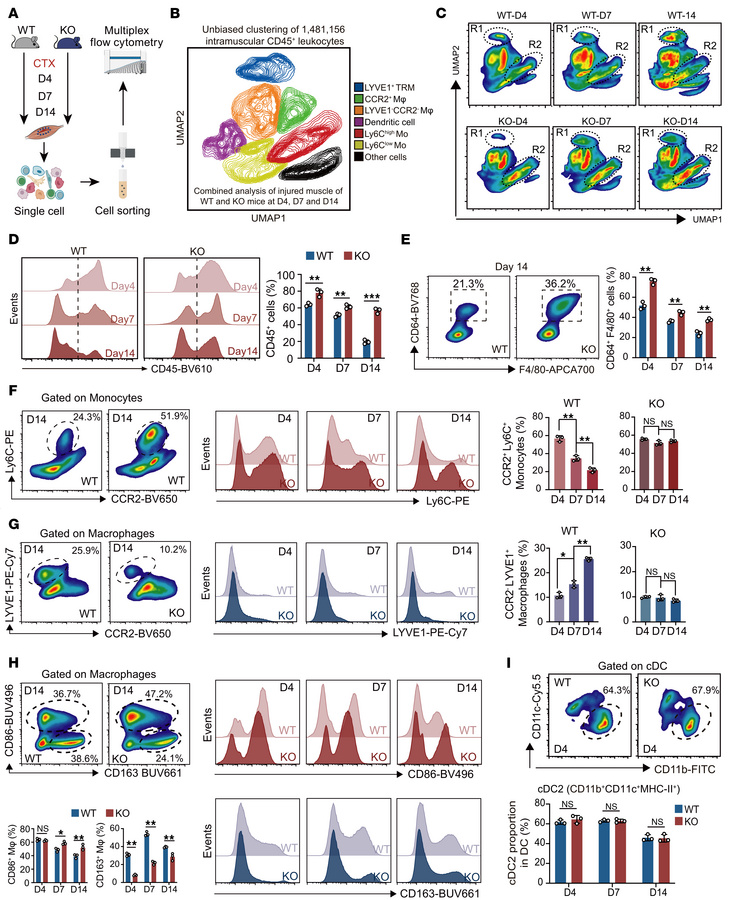 GSDME controls the recruitment and expansion of intramuscular immune cel...
