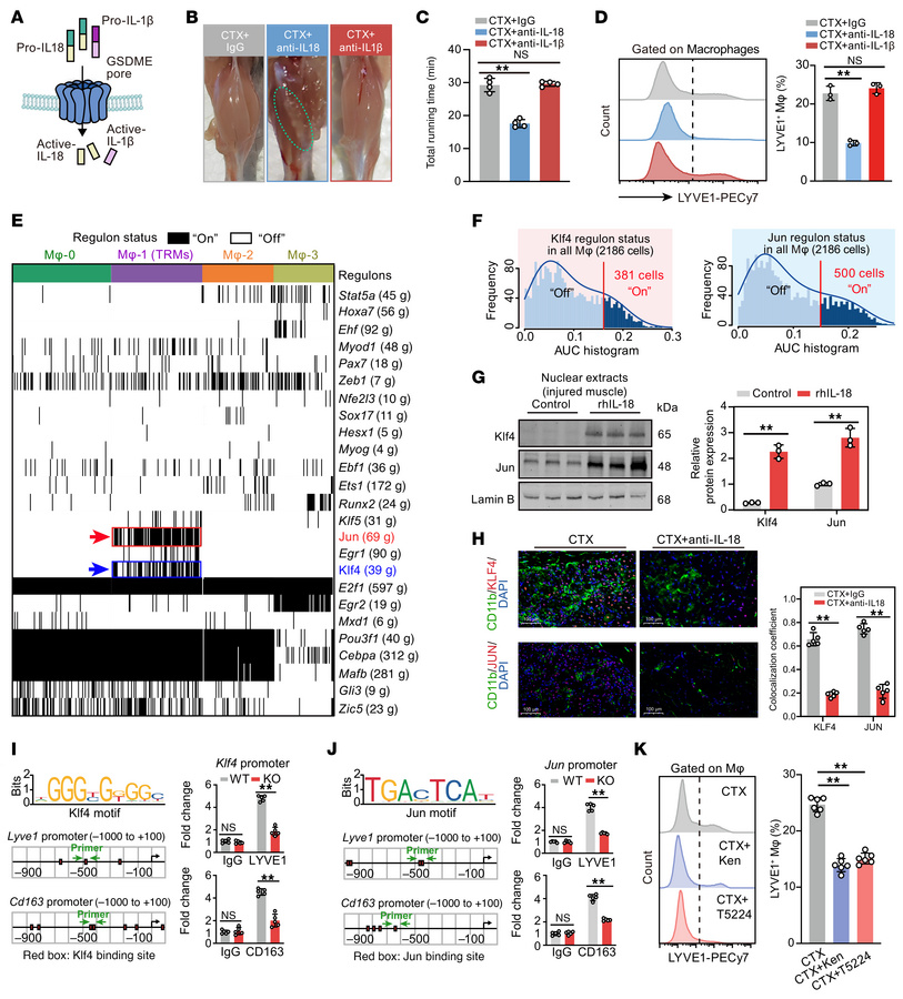 Regulation of GSDME on TRMs relies on IL-18–induced transcriptional regu...