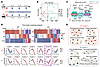 Time-series transcriptome analysis reveals that Gsdme deficiency enhances i