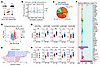 Lipidomics reveals increased intramuscular TAG enrichment in the absence of