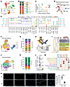 scRNA-seq reveals a coordinated regulation of GSDME in intramuscular TRMs a