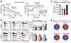 Gsdme regulates metabolic remodeling and macrophage polarization during mus