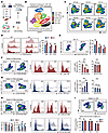 GSDME controls the recruitment and expansion of intramuscular immune cells,