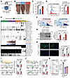 Regulation of GSDME on TRMs relies on IL-18–induced transcriptional regulat