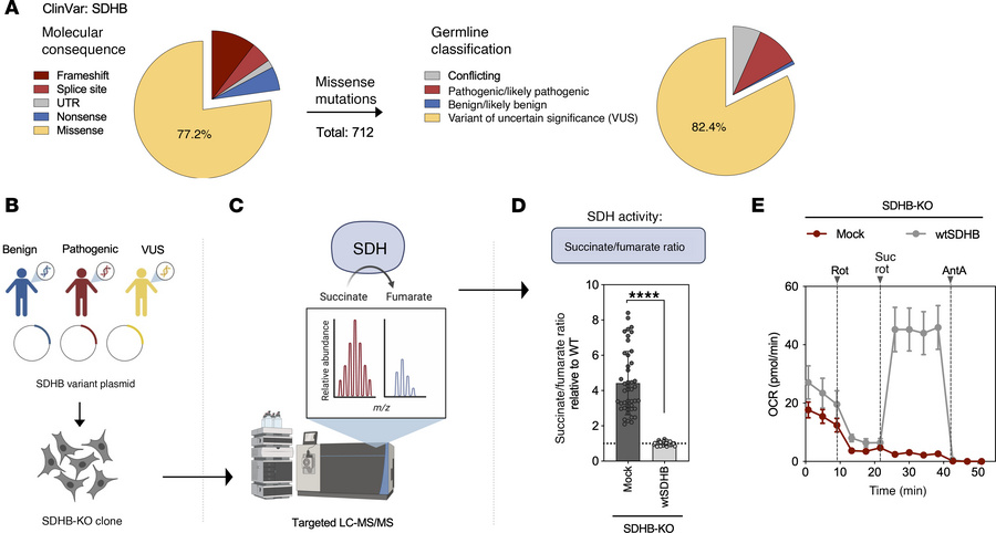 A functional assay to characterize SDHB missense variants.
(A) Percentag...