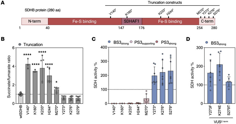 JCI - Functional characterization of SDHB variants clarifies hereditary ...