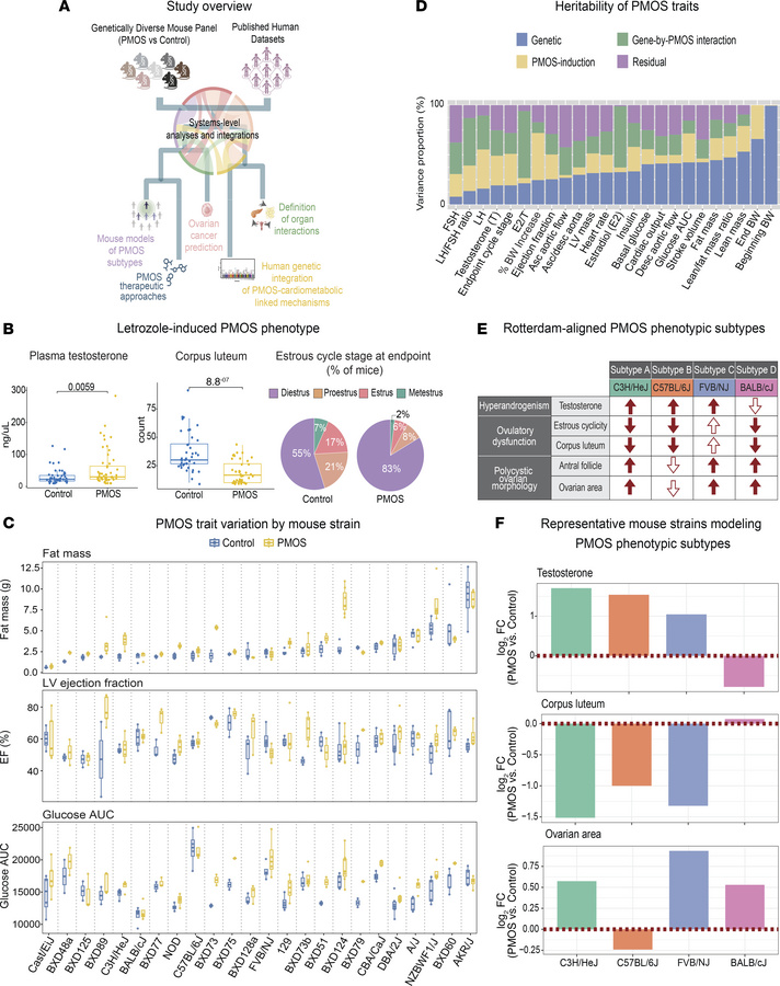 Systems genetics approach for modeling PMOS phenotypic diversity.
(A) St...