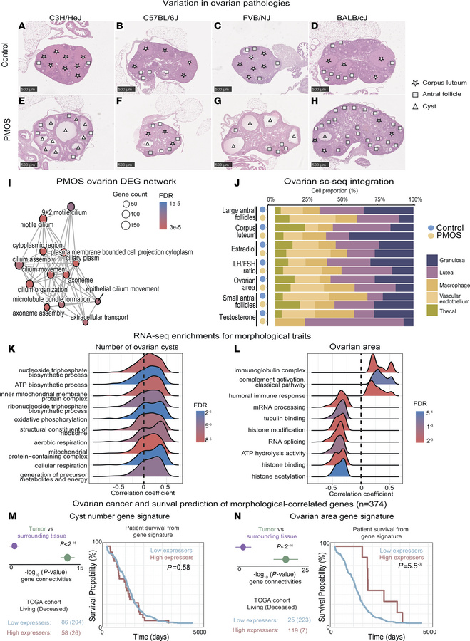 Genetic variation in ovarian morphology defines distinct cellular and mo...