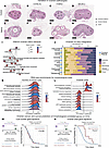 Genetic variation in ovarian morphology defines distinct cellular and molec