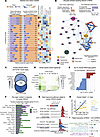 Ovary–peripheral organ crosstalk links reproductive and cardiometabolic phe