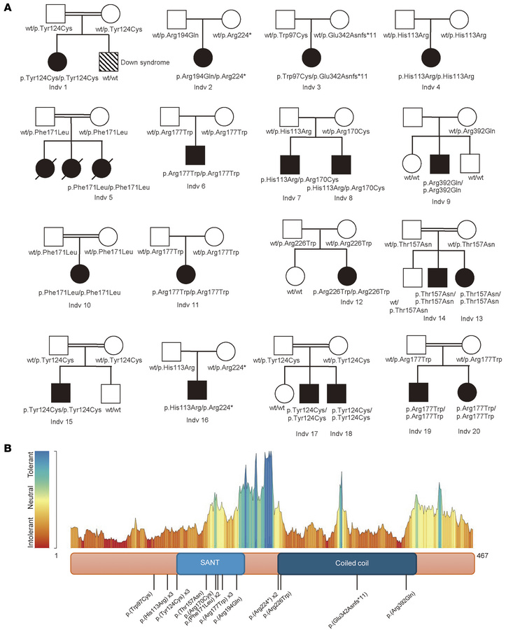 Molecular genetic findings in DMAP1.
(A) Pedigrees of studied families a...
