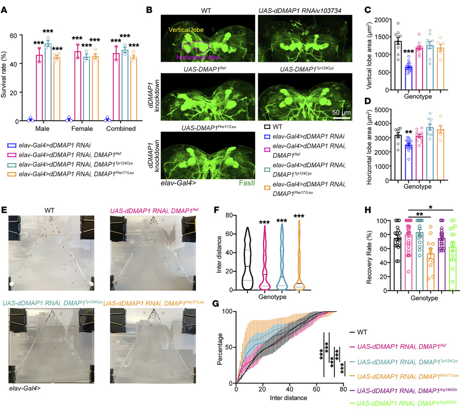Loss of dDMAP1 leads to morphological and functional abnormality, and pa...