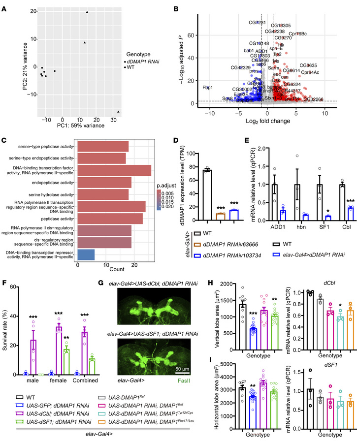 dCbl rescues the defects observed in dDMAP1-knockdown flies.
(A) Princip...
