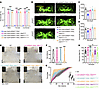Loss of dDMAP1 leads to morphological and functional abnormality, and patie