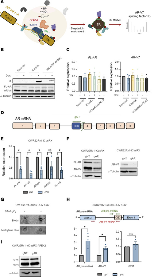 Validating selective dCasRX binding to AR-V7 mRNA.
(A) Diagrammatic repr...
