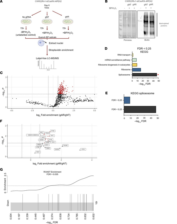 Positional proximal biotinylation at CE3 identifies numerous characteriz...