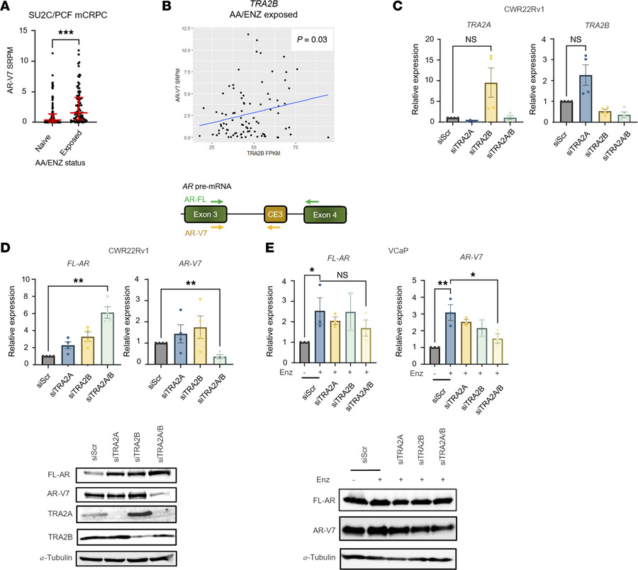TRA2B and its paralog TRA2A regulate AR-V7 synthesis in PC.
(A) Mean AR-...
