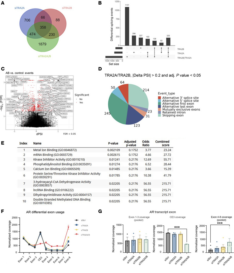 TRA2 proteins facilitate CE3 inclusion into mature AR-V transcripts.
(A)...