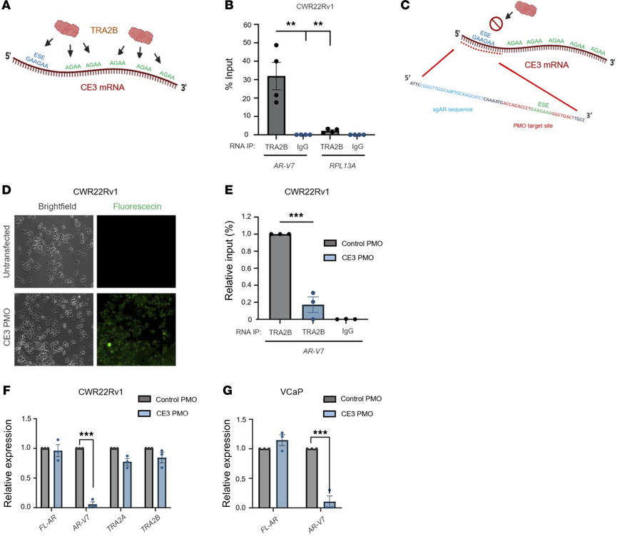 TRA2B binding to CE3 is required for AR-V7 synthesis.
(A) Diagrammatic r...