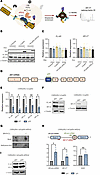 Validating selective dCasRX binding to AR-V7 mRNA.