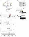 Positional proximal biotinylation at CE3 identifies numerous characterized